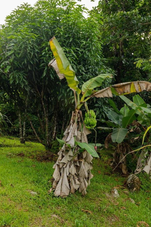 Rainforest Retreat 15 Min From The Beach Luquillo Bagian luar foto